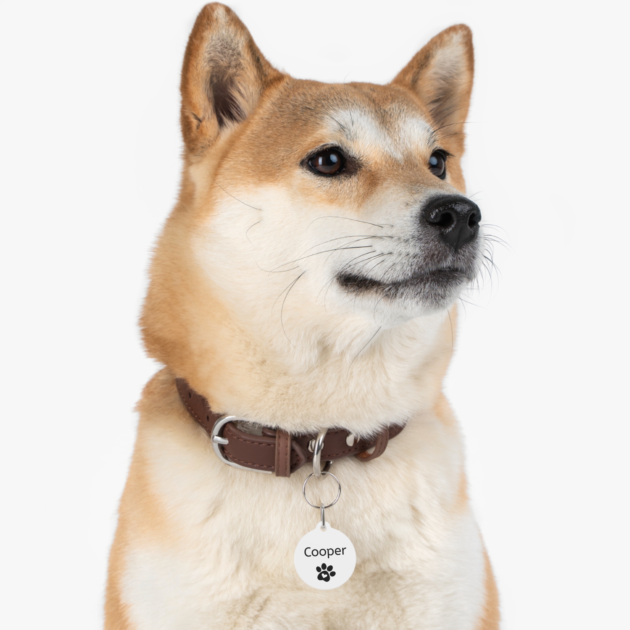 Pet-Accessories